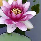 Seerose